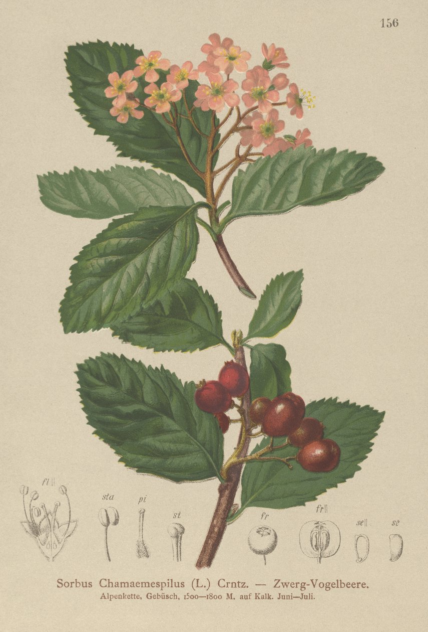 المشملة الكاذبة (Sorbus chamaemespilus) بواسطة المدرسة الألمانية