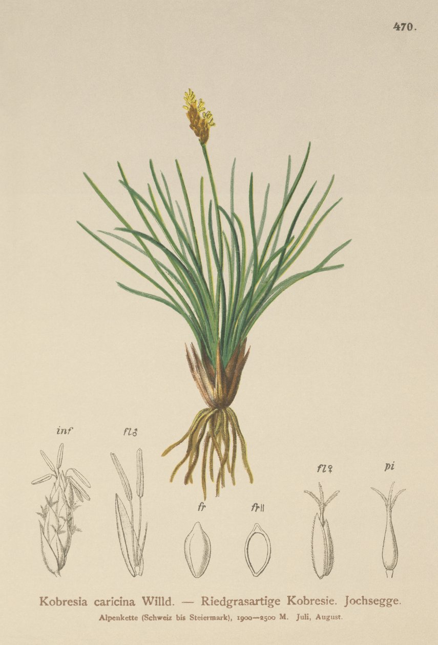 كاذبة كاذبة (Kobresia simpliciuscula ، Kobresia caricina) بواسطة المدرسة الألمانية