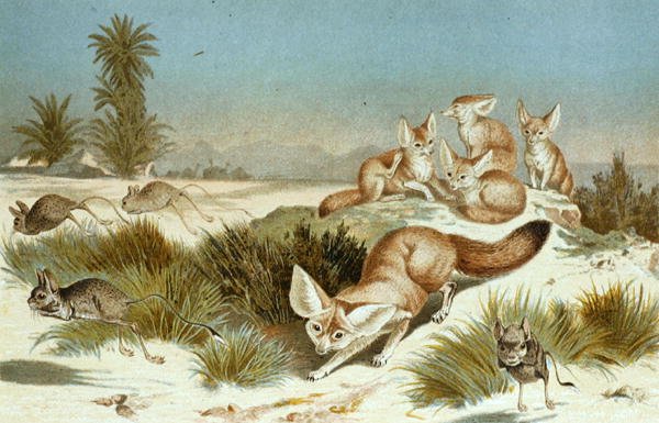 Fennec Fox ، لوحة من "Brehms Tierleben: Allgemeine Kunde des Tierreichs" ، المجلد 2 ، ص 202 ، نشره Bibliographisches Institut بواسطة المدرسة الألمانية