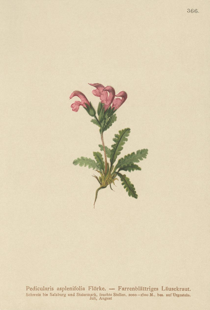 الوردية Lousewort (Pedicularis asplenifolia) بواسطة المدرسة الألمانية