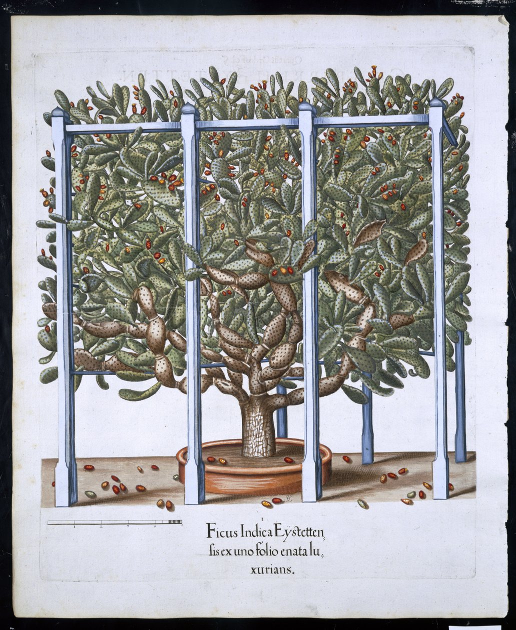 Ficus Indica Eystten من Hortus Eystettensis بقلم Basil Besler (1561-1629) حانة. 1613 (نقش يدوي) بواسطة المدرسة الألمانية