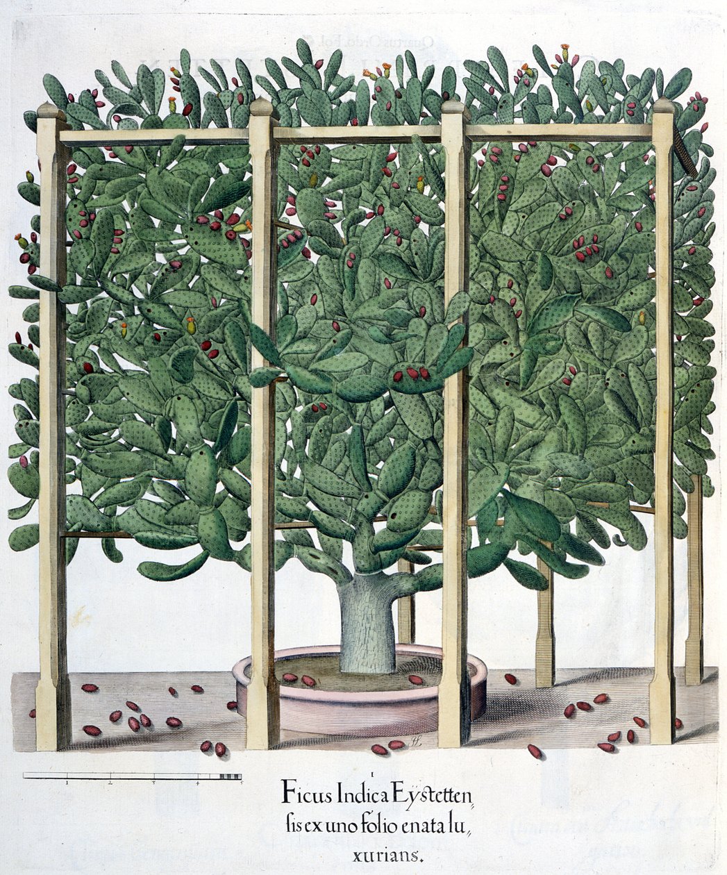 Ficus indica eystettensis ، من Hortus Eystettensis بقلم Basil Besler (1561-1629) ، حانة. 1613 بواسطة المدرسة الألمانية
