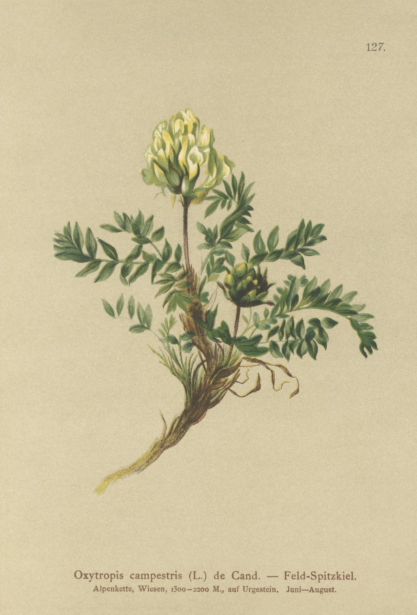 Locoweed الميدانية (Oxytropis campestris) بواسطة المدرسة الألمانية