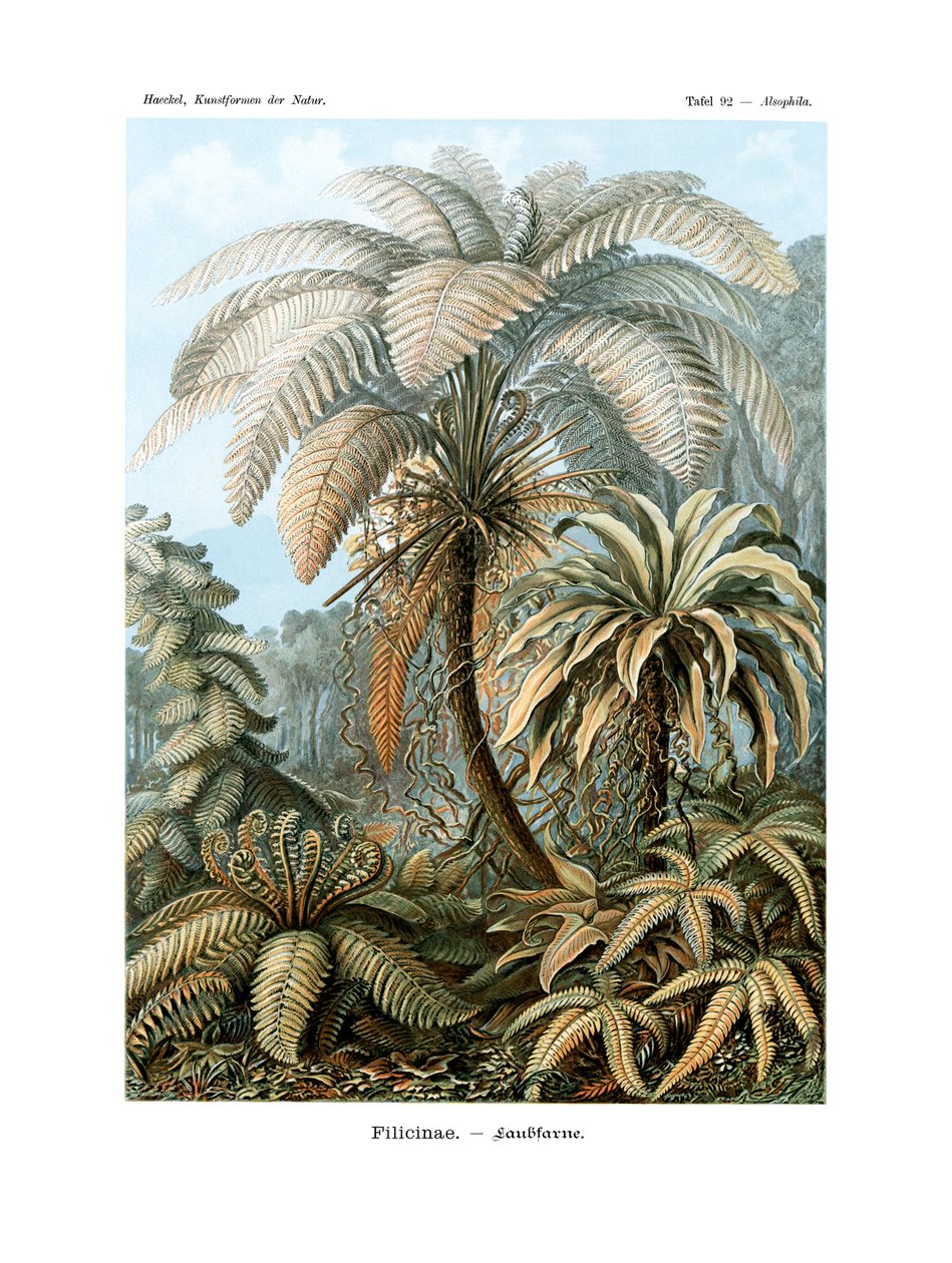 فيليسينا ، 1899-1904 بواسطة المدرسة الألمانية