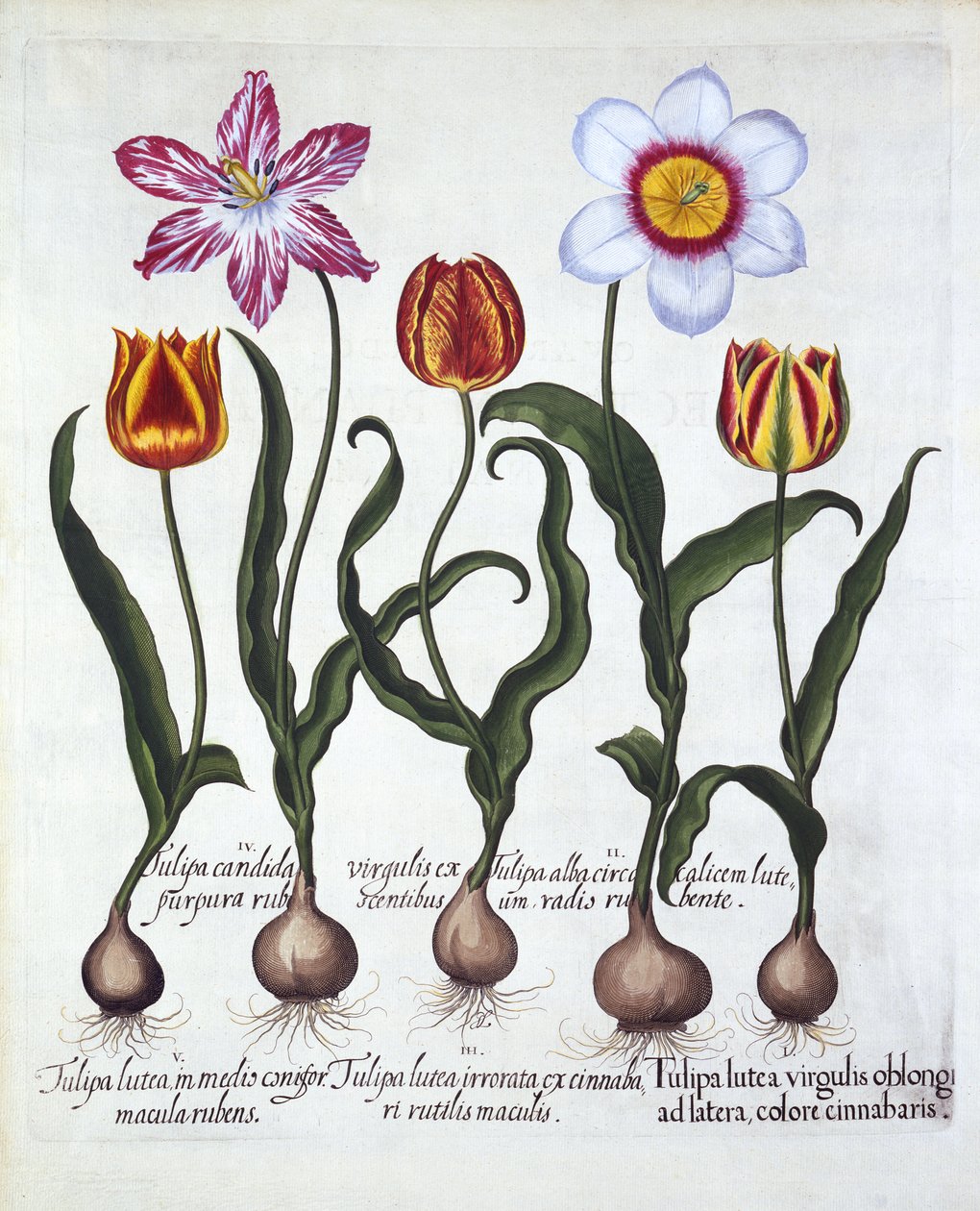 خمسة زنبق ، من Hortus Eystettensis ، بقلم Basil Besler (1561-1629) ، حانة. 1613 (نقش يدوي) بواسطة المدرسة الألمانية