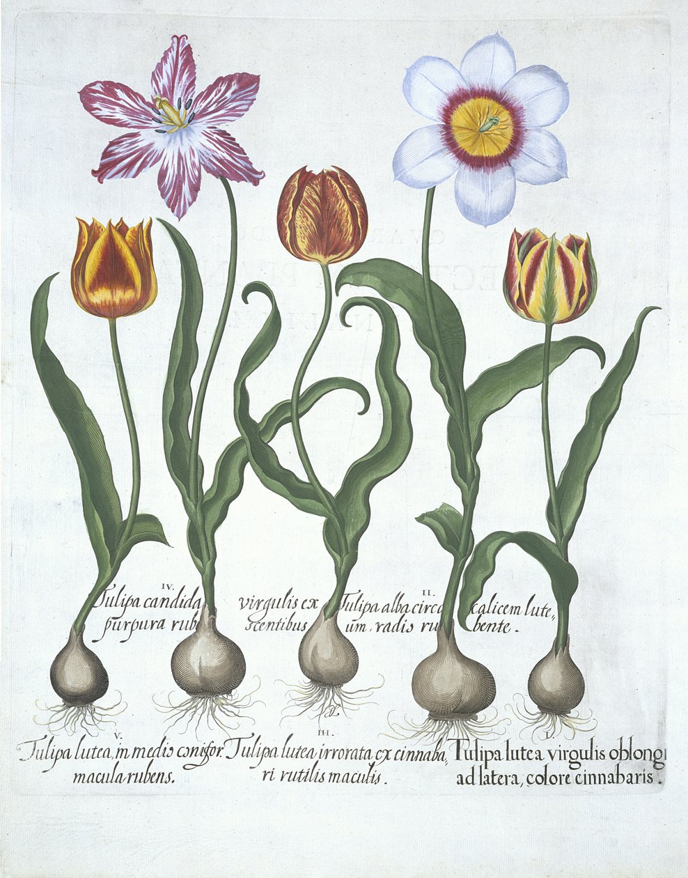 خمسة توليب ، من Hortus Eystettensis ، بقلم Basil Besler (1561-1629) حانة. 1613 (نقش يدوي) بواسطة المدرسة الألمانية