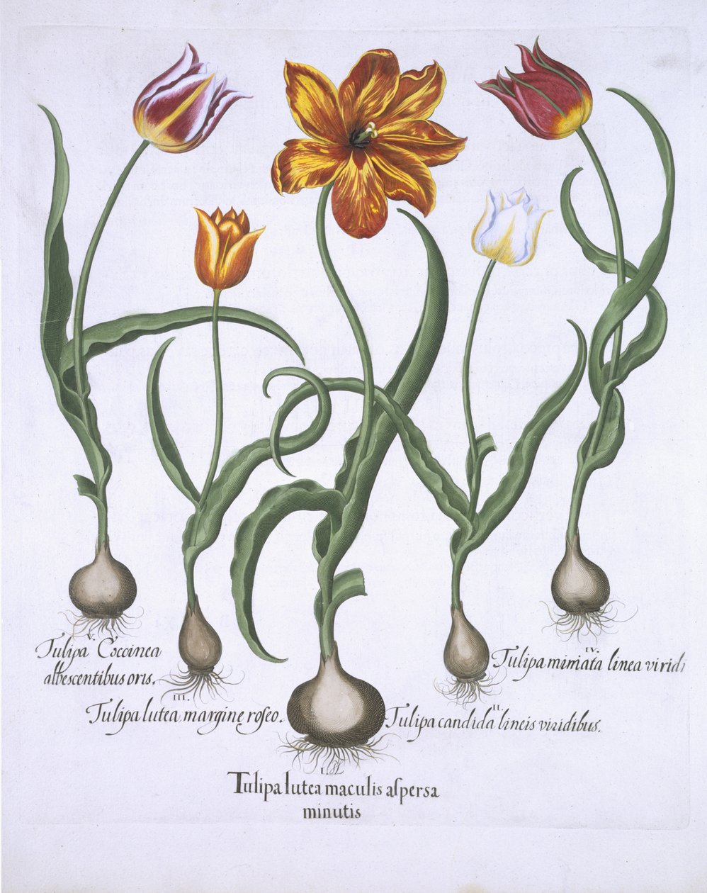 خمسة توليب ، من Hortus Eystettensis ، بقلم Basil Besler (1561-1629) حانة. 1613 (نقش يدوي) بواسطة المدرسة الألمانية