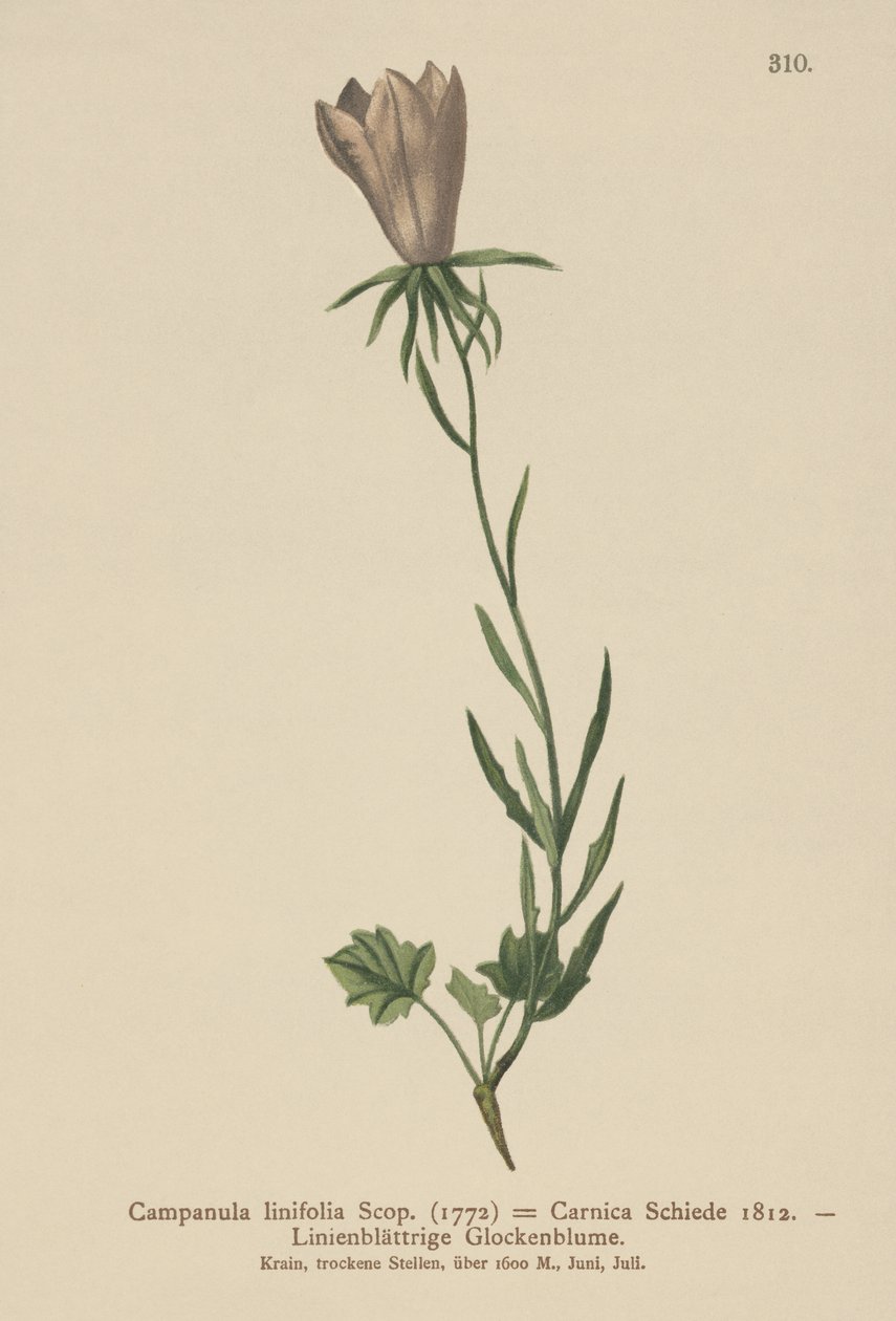 الكتان ليف ليفلور (Campanula linifolia ، Campanula Carnica) بواسطة المدرسة الألمانية