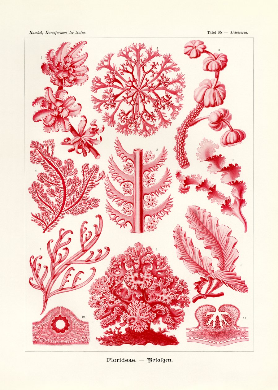 Florideae أو Rhodophyceae ، 1899-1904 بواسطة المدرسة الألمانية
