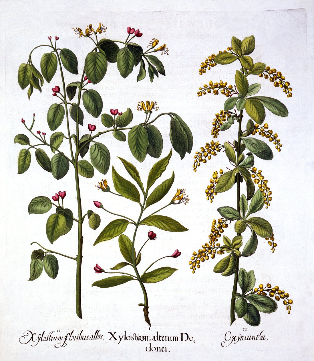 Fly Honeysuckle and Hawthorn ، من Hortus Eystettensis ، بقلم Basil Besler (1561-1629) ، حانة. 1613 (نقش يدوي) بواسطة المدرسة الألمانية