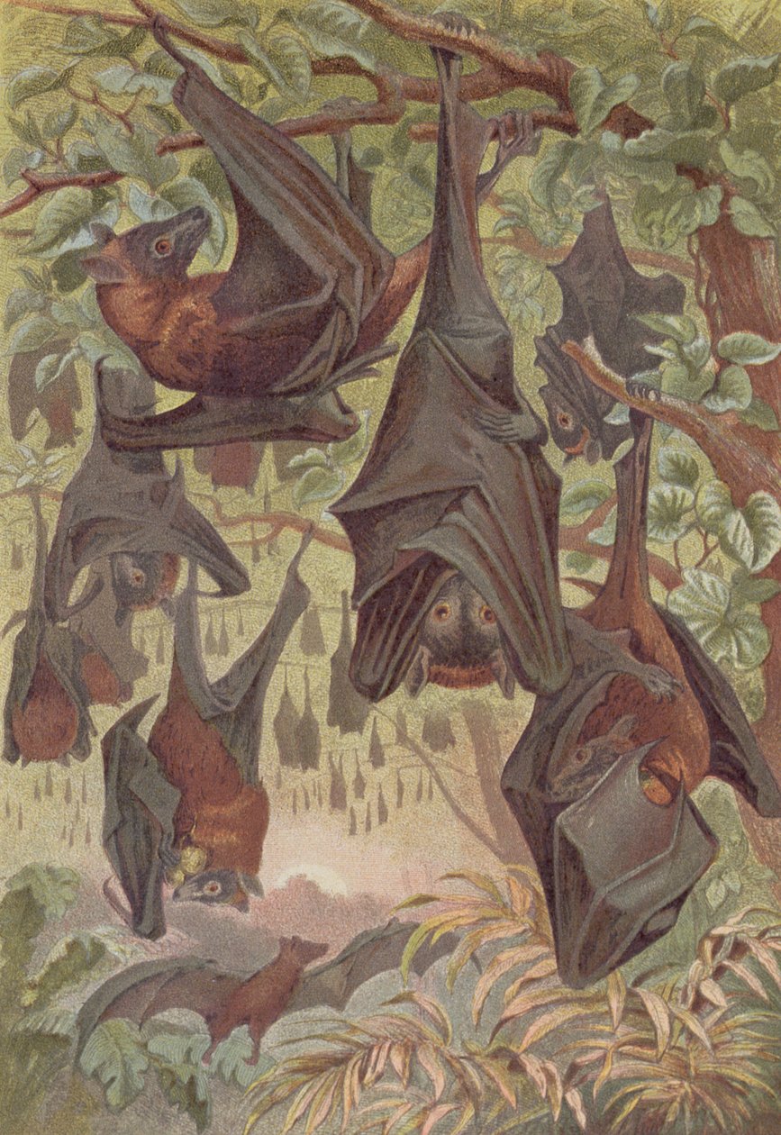 Flying Fox ، لوحة من Brehms Tierleben: Allgemeine Kunde des Tierreichs ، المجلد 1 ، ص .444 ، نشره Bibliographisches Institut ، 1890 بواسطة المدرسة الألمانية