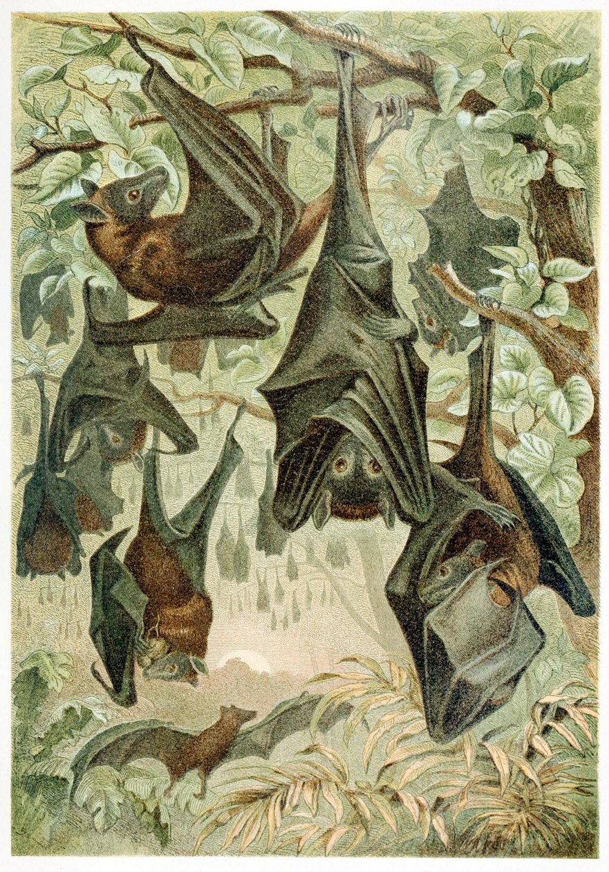 الثعالب الطائرة ، من بريمز تيرليبن ، حانة. 1860 ليثوغراف ملون ، 1860. بواسطة المدرسة الألمانية