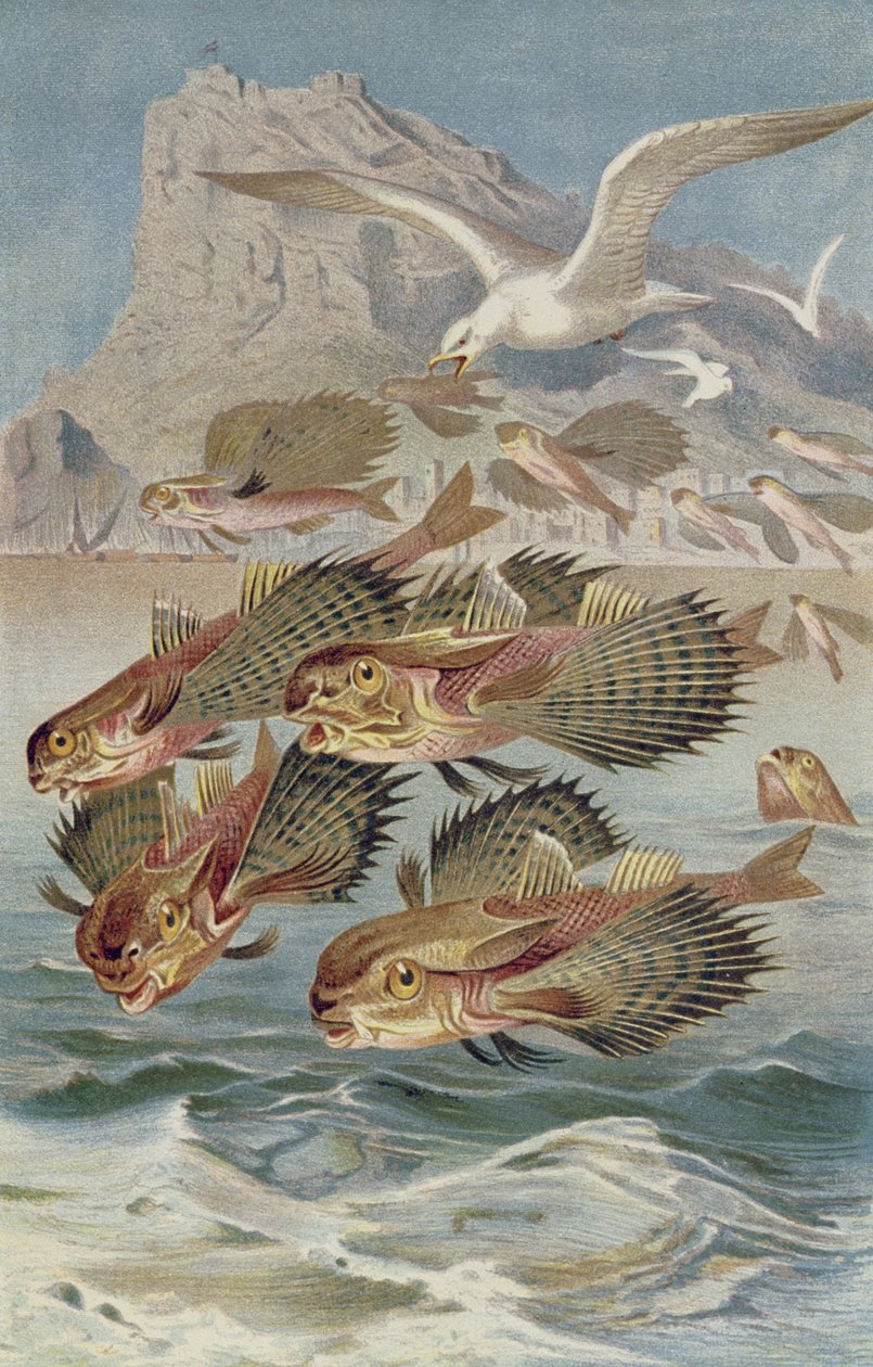 الطائر الطائر ، لوحة من Brehms Tierleben: Allgemeine Kunde des Tierreichs ، المجلد 8 ، ص 134 ، تم نشره بواسطة Bibliographisches Institut ، 1892 بواسطة المدرسة الألمانية