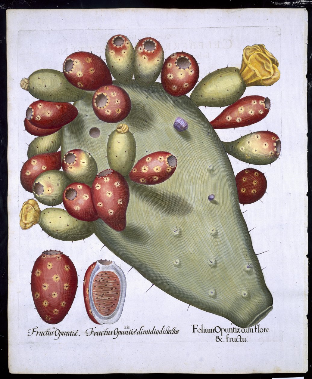 Folium Opuntia من Hortus Eystettensis بواسطة Basil Besler (1561-1629) حانة. 1613 (نقش يدوي) بواسطة المدرسة الألمانية