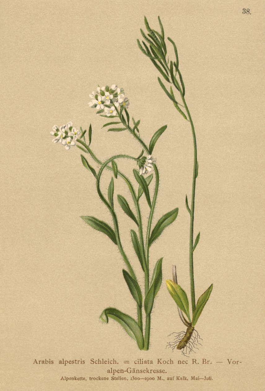سفوح جبال الألب الجدارية (Arabis alpestris ، Arabis ciliata) بواسطة المدرسة الألمانية