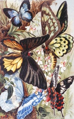 الفراشات الأجنبية ، لوحة من "Brehm's Animal Life: General Knowledge Kingdom of the Animal Kingdom" ، المجلد 9 ، ص 370 ، نشره المعهد الببليوغرافي بواسطة المدرسة الألمانية