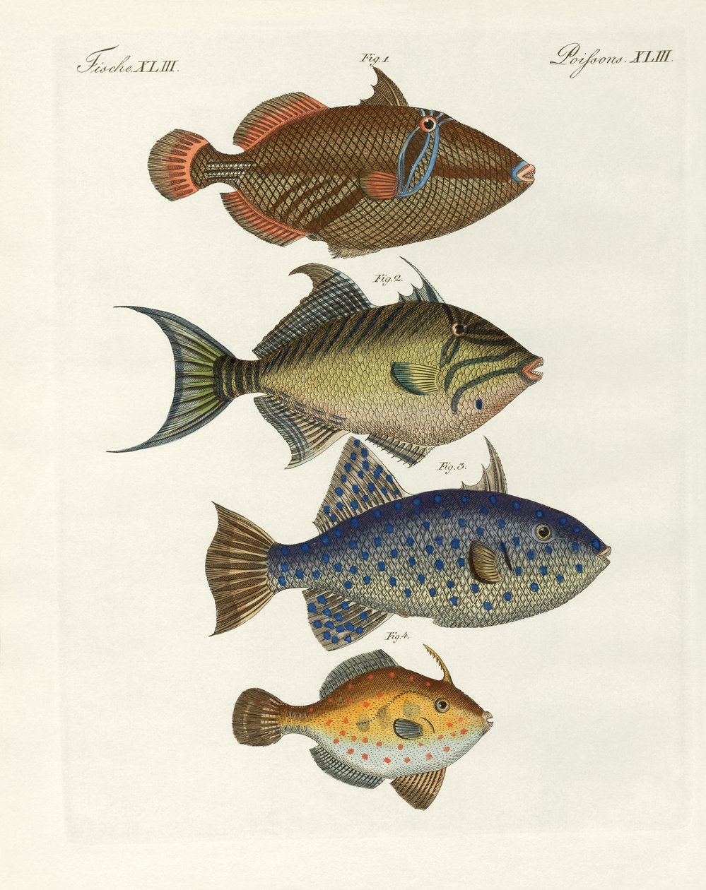 Foreign fish (coloured engraving) بواسطة المدرسة الألمانية