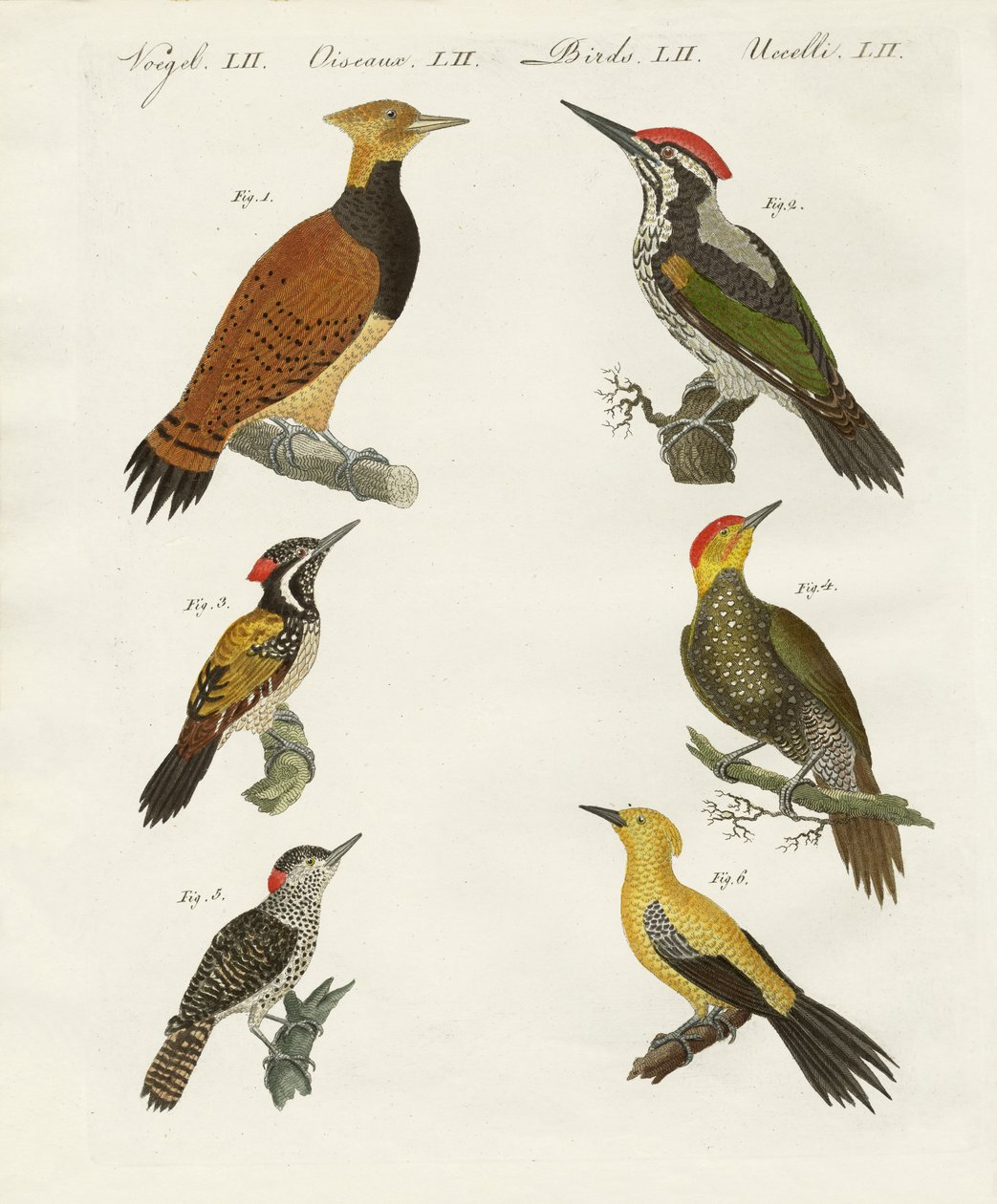 wookpeckers الأجنبية بواسطة المدرسة الألمانية