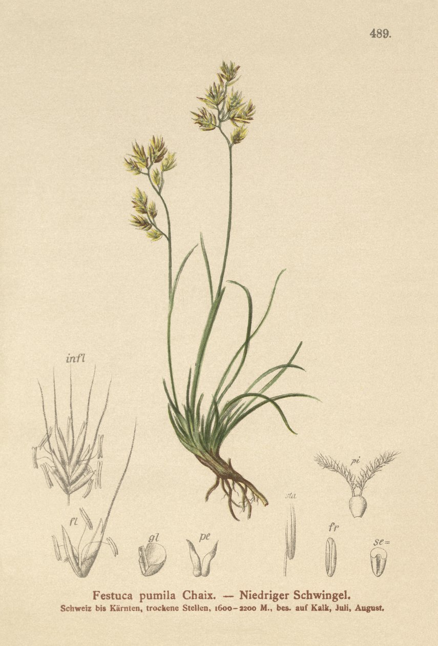 Fescue Four Leaved (Festuca pumila ، Festuca quadriflora) بواسطة المدرسة الألمانية