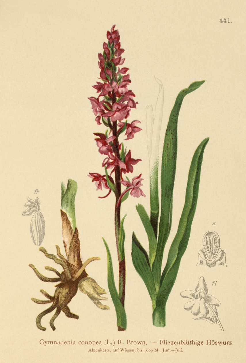 عطر السحلية (Gymnadenia conopea) بواسطة المدرسة الألمانية
