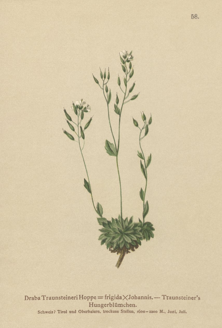 عشب ويتلو شديد البرودة (Draba Traunsteineri ، Draba frigida) بواسطة المدرسة الألمانية
