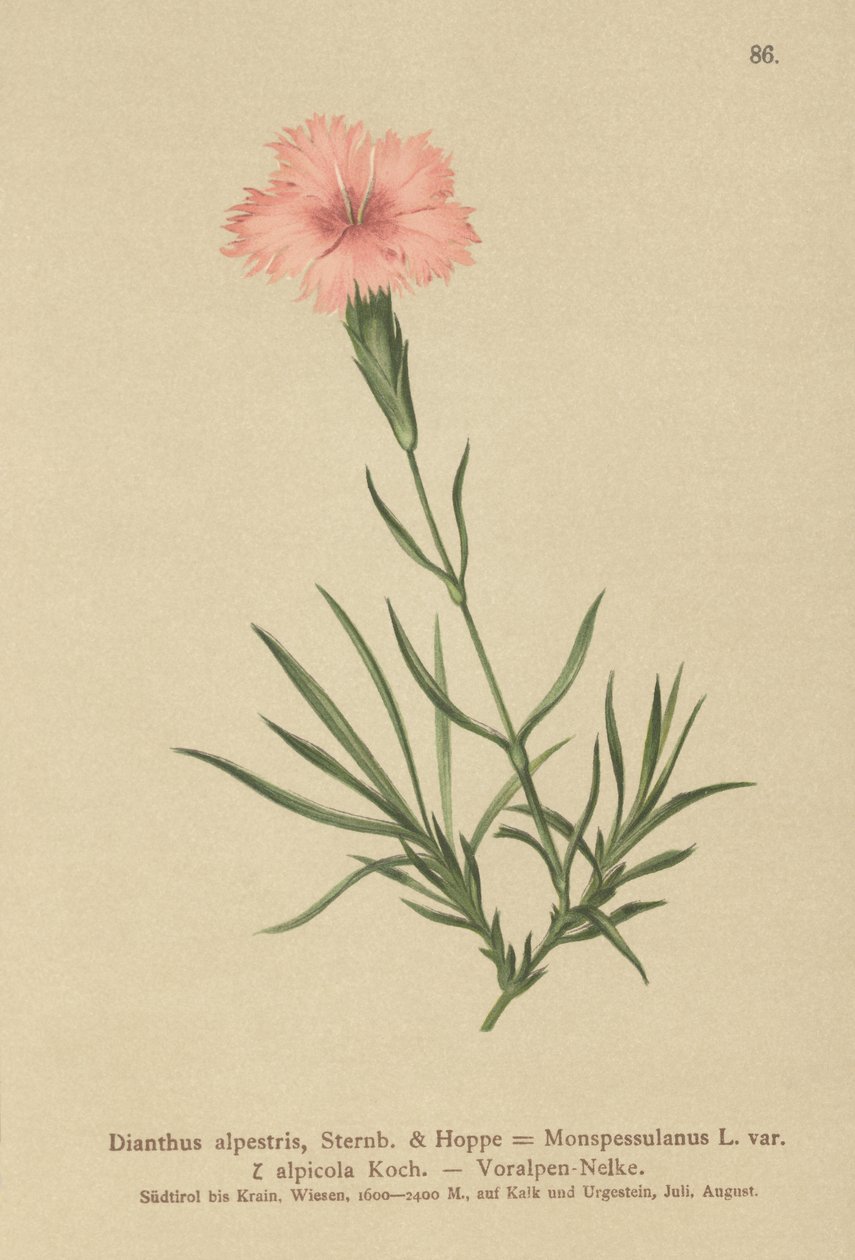 مهدب وردي (Dianthus Monspessulanus ، Dianthus alpestris ، Dianthus alpicola) بواسطة المدرسة الألمانية