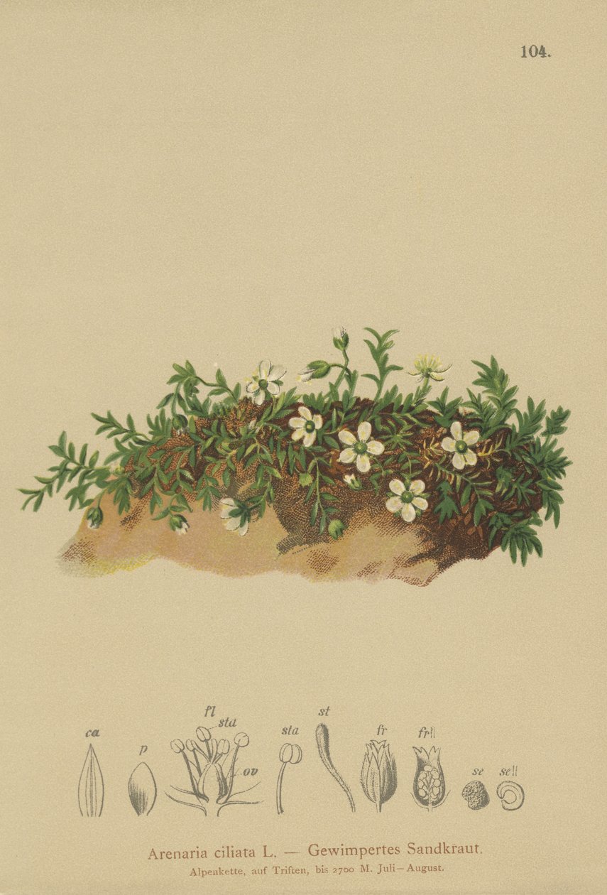 مهدب Sandwort (Arenaria ciliata) بواسطة المدرسة الألمانية