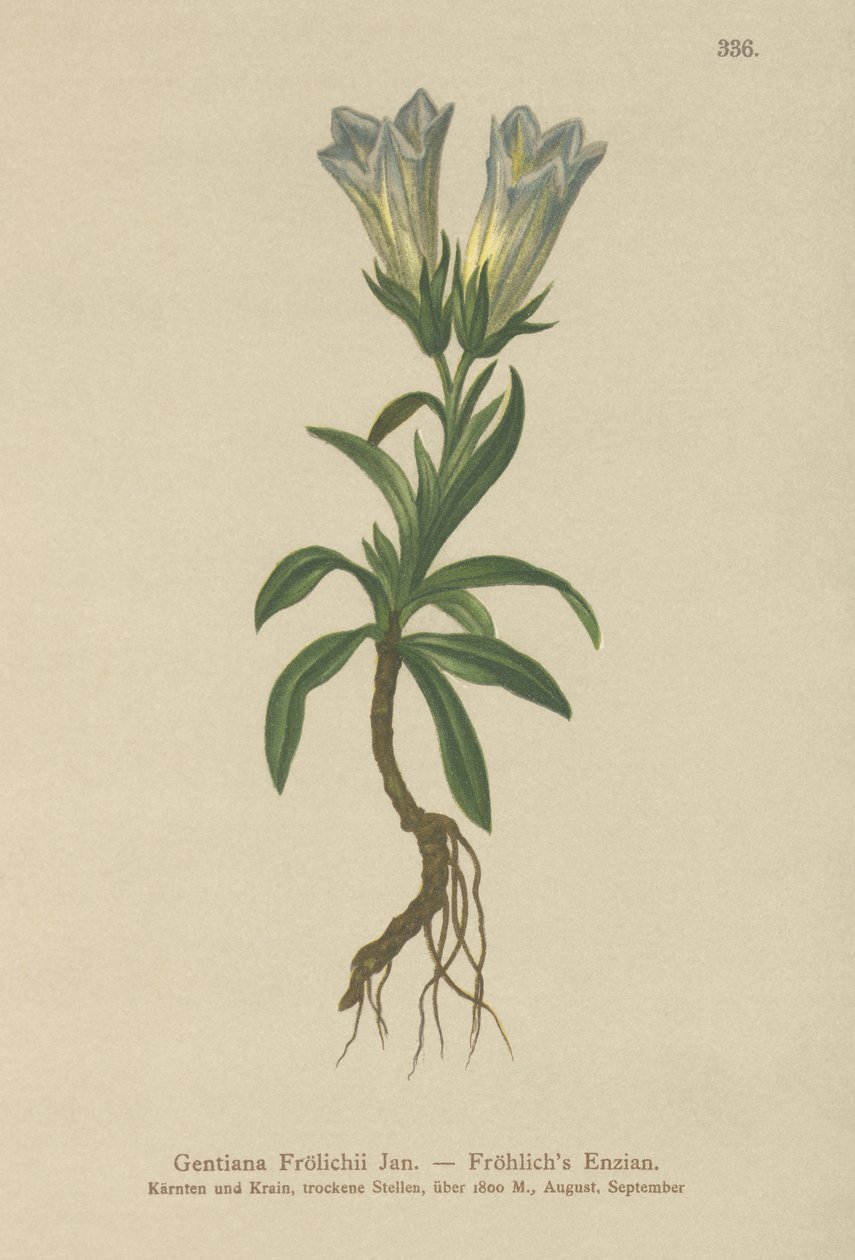 Froelichs Gentian (Gentiana Froelichii) بواسطة المدرسة الألمانية