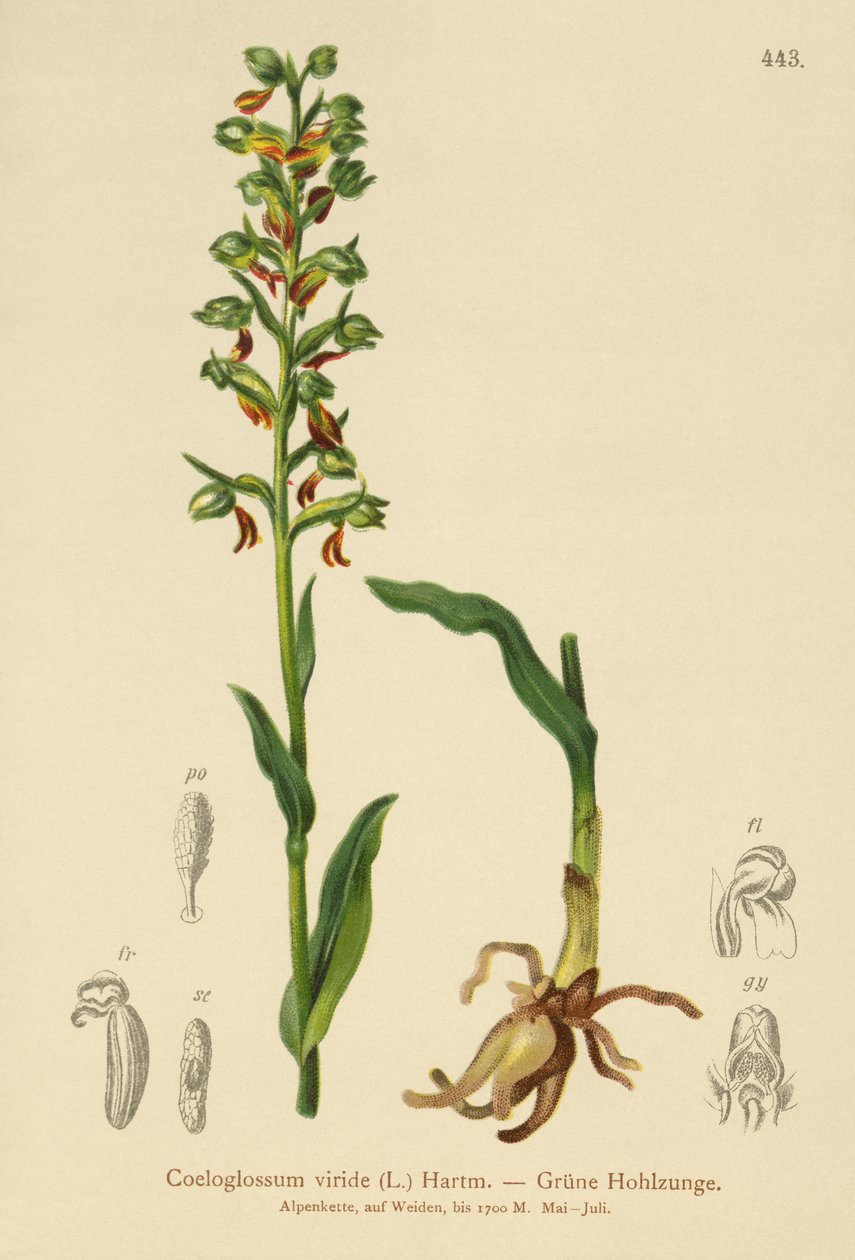 ضفدع الأوركيد (Coeloglossum viride) بواسطة المدرسة الألمانية