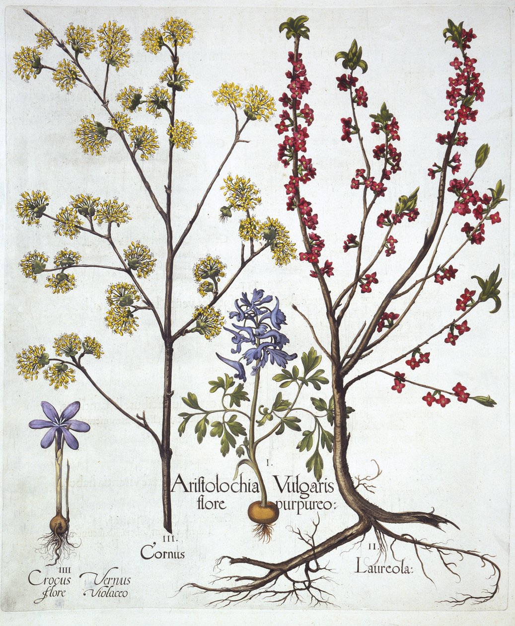 Fumewort ، Daphne mezereum ، Cornelian Cherry and Spring Crocus ، من Hortus Eystettensis ، بقلم Basil Besler (1561-1629) ، حانة. 1613 (نقش يدوي) بواسطة المدرسة الألمانية