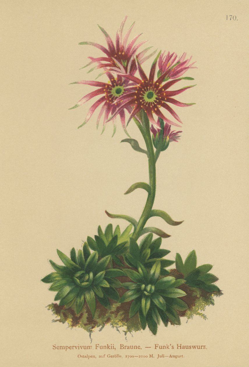 Funks Hen and Chicks (Sempervivum Funkii) بواسطة المدرسة الألمانية