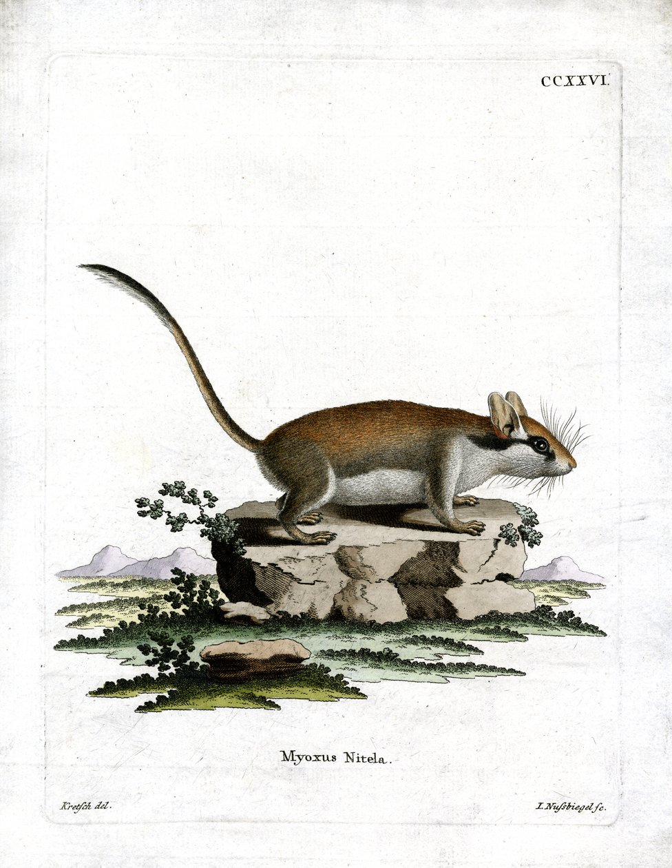 حديقة Dormouse (نقش ملون) بواسطة المدرسة الألمانية