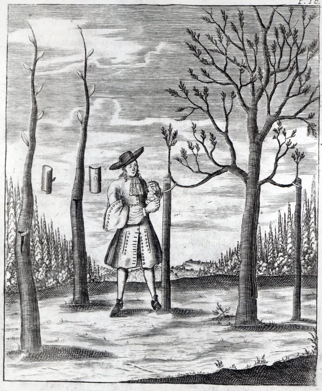 البستنة وأمراض النبات ، رسم توضيحي من "Neue Garten-lust" بواسطة هاينريش هيس ، 1696 بواسطة المدرسة الألمانية