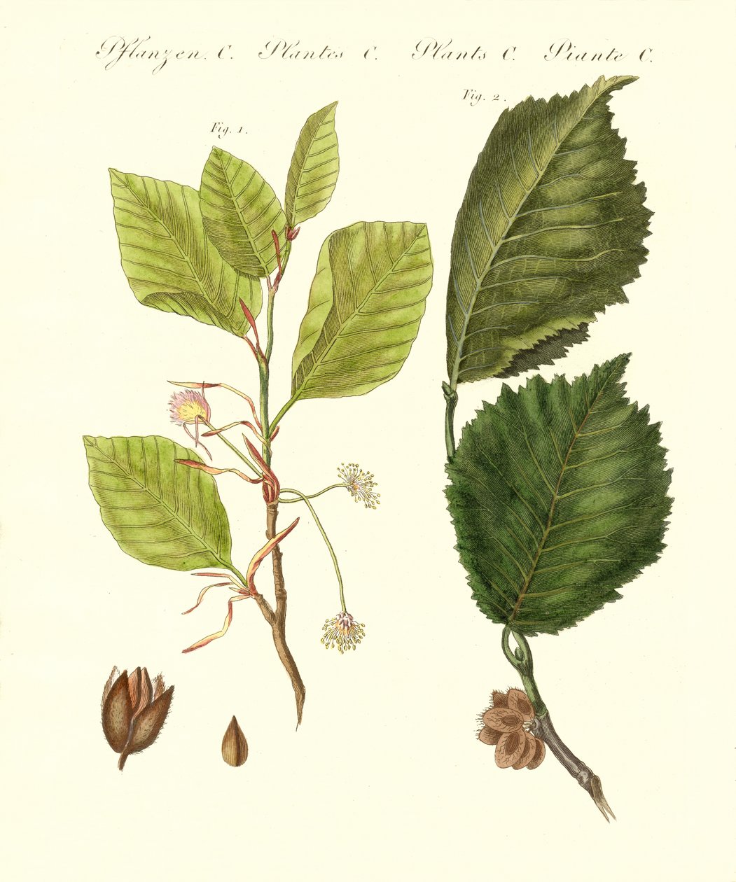 Woodtrees الألمانية بواسطة المدرسة الألمانية