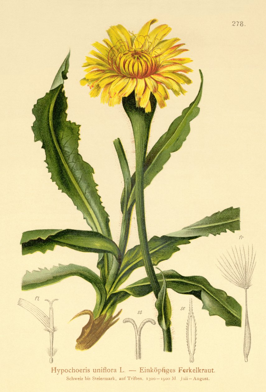 أذن القطط العملاقة (Hypochoeris uniflora) بواسطة المدرسة الألمانية
