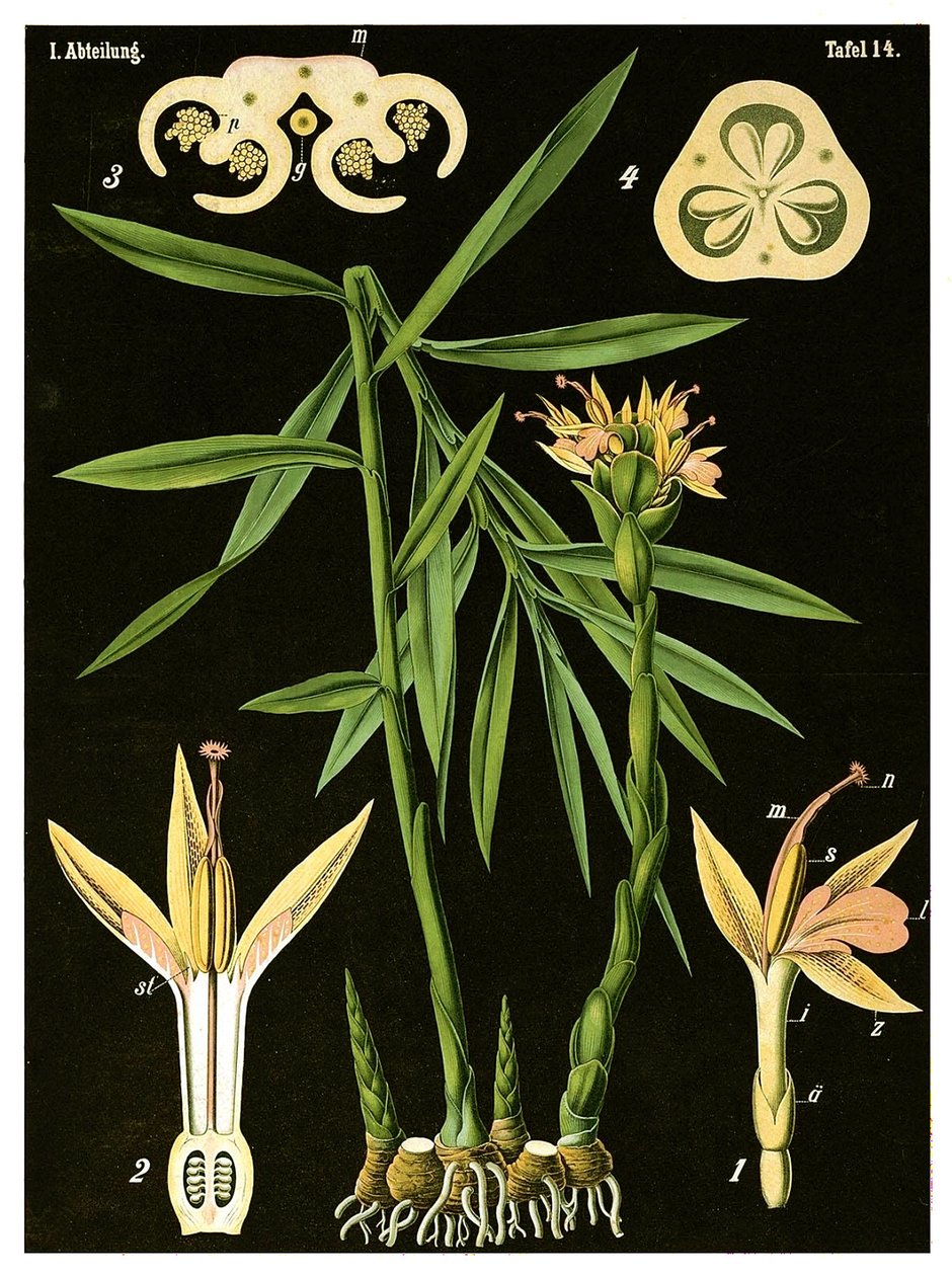 الزنجبيل (Zingiber officinale Roscoe) c.1890 (chromolithograph) بواسطة المدرسة الألمانية