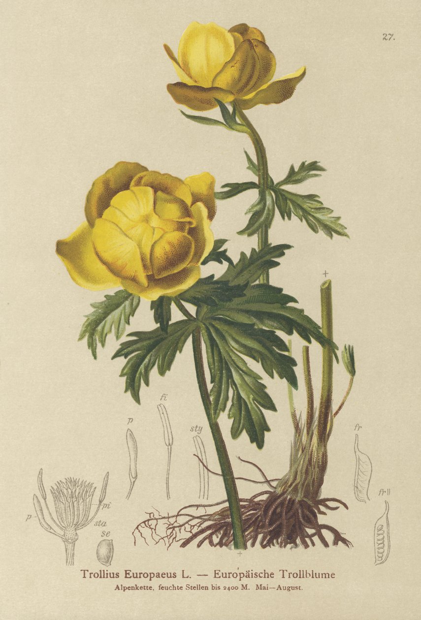 زهرة كروية (Trollius Europaeus) بواسطة المدرسة الألمانية