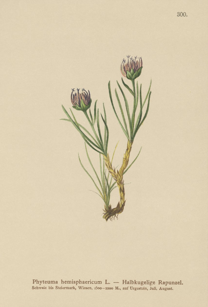 Rampion برأس كروي (Phyteuma hemisphaericum) بواسطة المدرسة الألمانية