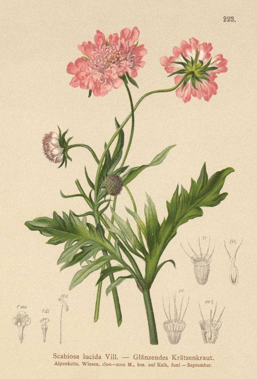 الجرب اللامع (Scabiosa lucida) بواسطة المدرسة الألمانية