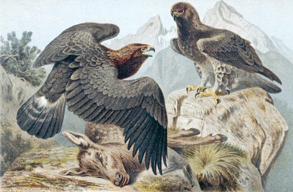 النسر الذهبي ، لوحة من "Brehms Tierleben: Allgemeine Kunde des Tierreichs" المجلد 6 ، الصفحة 266 ، نشره Bibliographisches Institut بواسطة المدرسة الألمانية