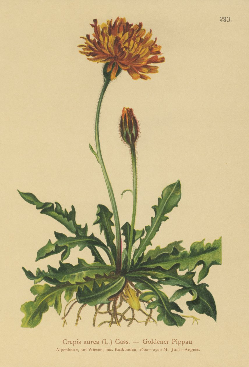 اللحية الذهبية الصقور (Crepis aurea) بواسطة المدرسة الألمانية