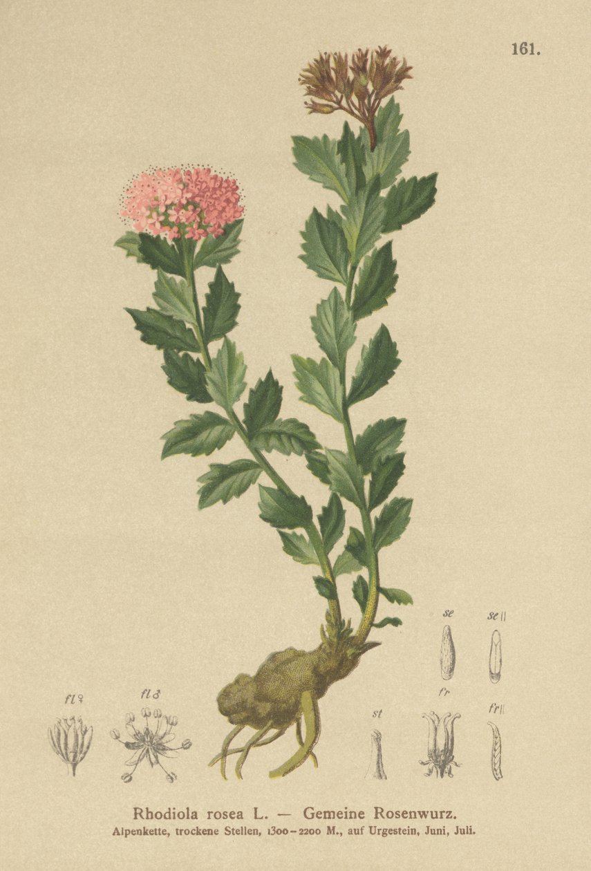 الجذر الذهبي (Rhodiola rosea) بواسطة المدرسة الألمانية