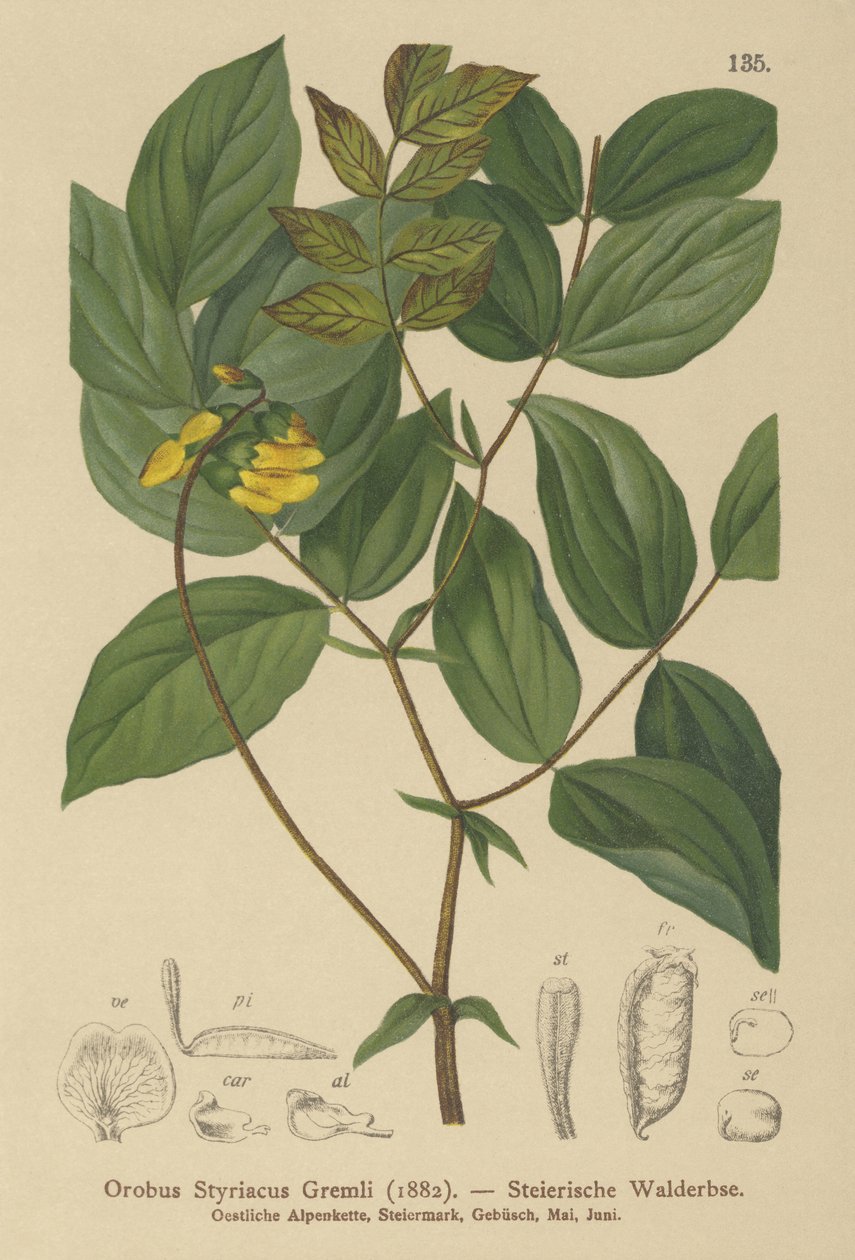 البيقية الذهبية (Orobus Styriacus ، Lathyrus aureus) بواسطة المدرسة الألمانية