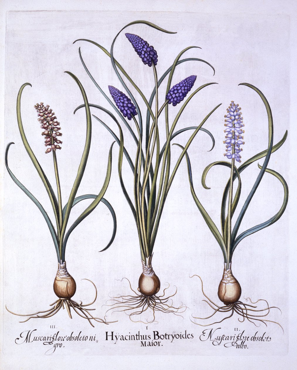 صفير العنب ، من Hortus Eystettensis ، بقلم باسل بيسلر (1561-1629) ، حانة. 1613 (نقش يدوي) بواسطة المدرسة الألمانية