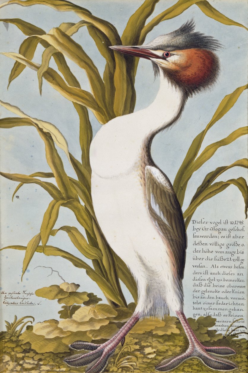 جريت كريستيد العظيم (Podiceps cristatus) ج 1748 (مرحاض على ورق) بواسطة المدرسة الألمانية