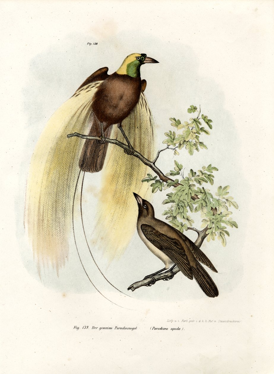 طائر الجنة الكبرى ، 1864 بواسطة المدرسة الألمانية