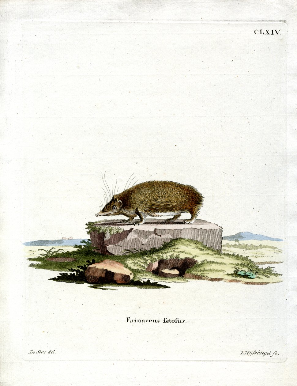 أكبر القنفذ Tenrec (نقش ملون) بواسطة المدرسة الألمانية