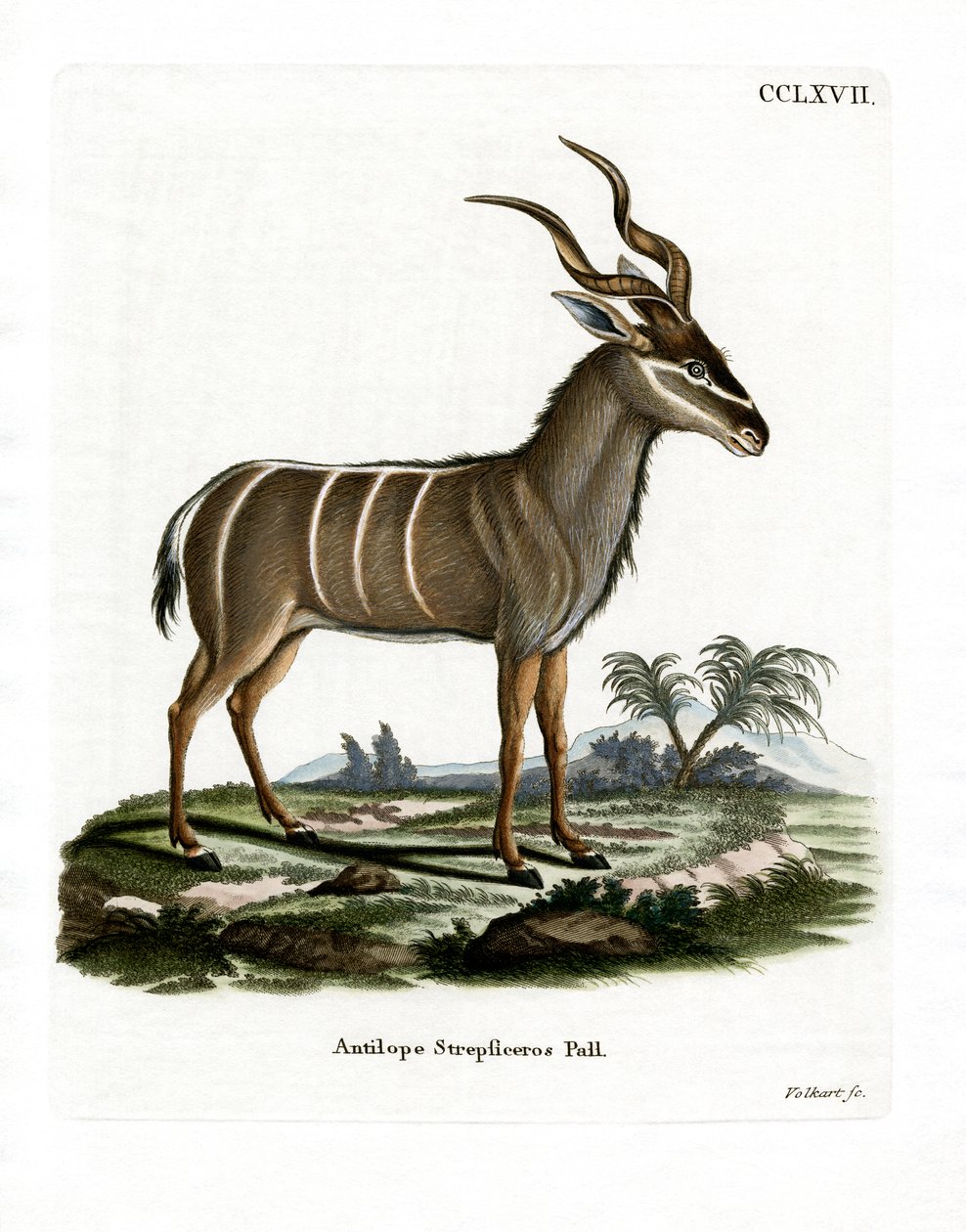 Greater Kudu (coloured engraving) بواسطة المدرسة الألمانية