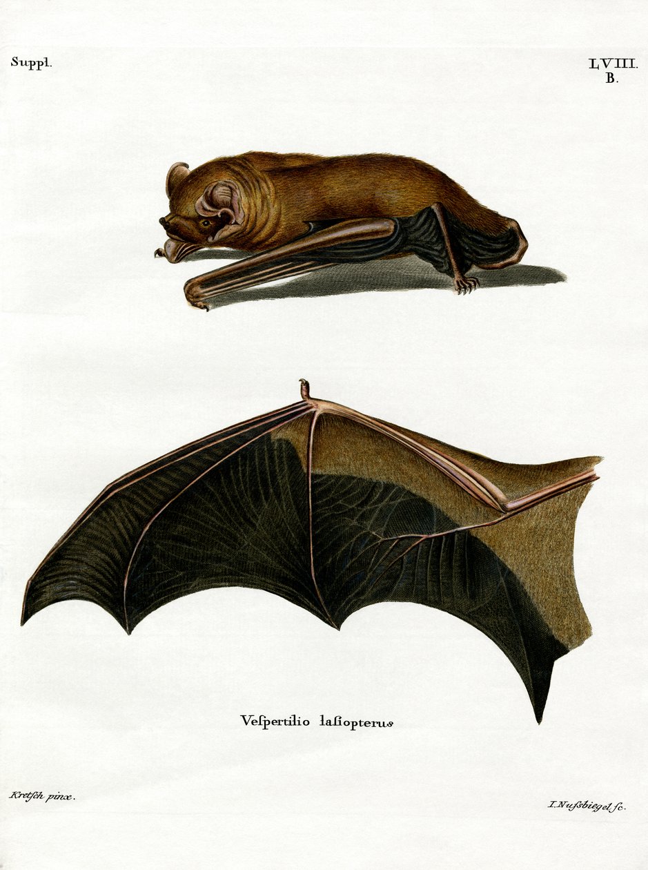 خفاش Noctule Bat (نقش ملون) بواسطة المدرسة الألمانية