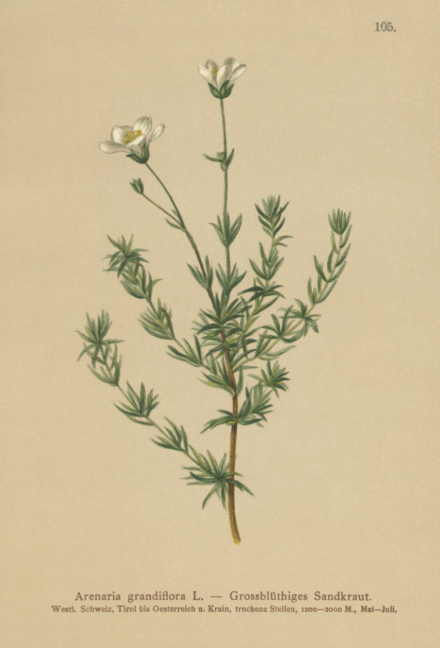 أكبر Sandwort (Arenaria grandiflora) بواسطة المدرسة الألمانية